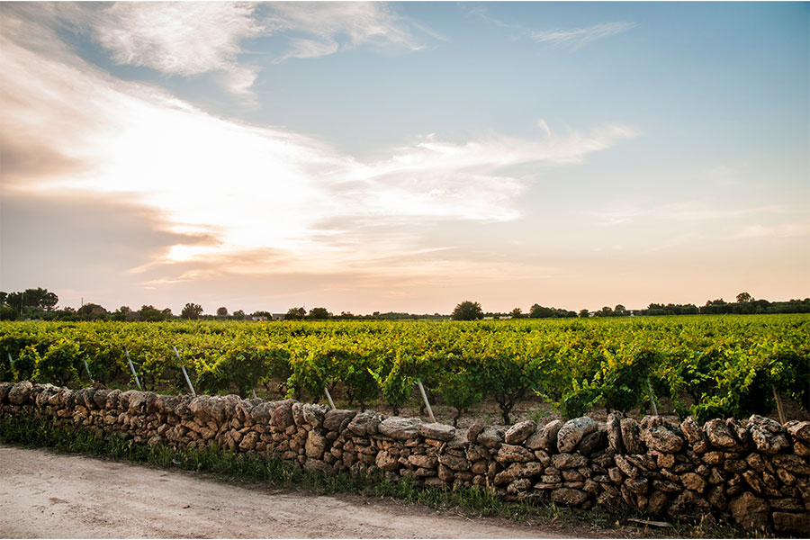 Chai rượu vang đỏ từ nhà sản xuất San Marzano trứ danh vùng Nam Ý