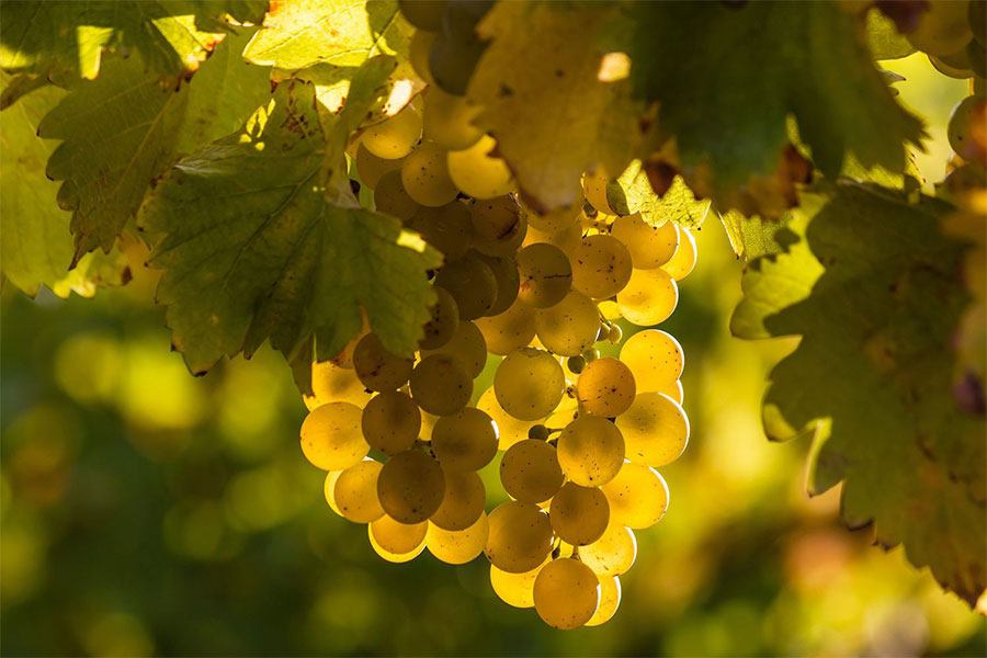 Sauvignon Blanc Tại Các Vùng Rượu Vang Pháp