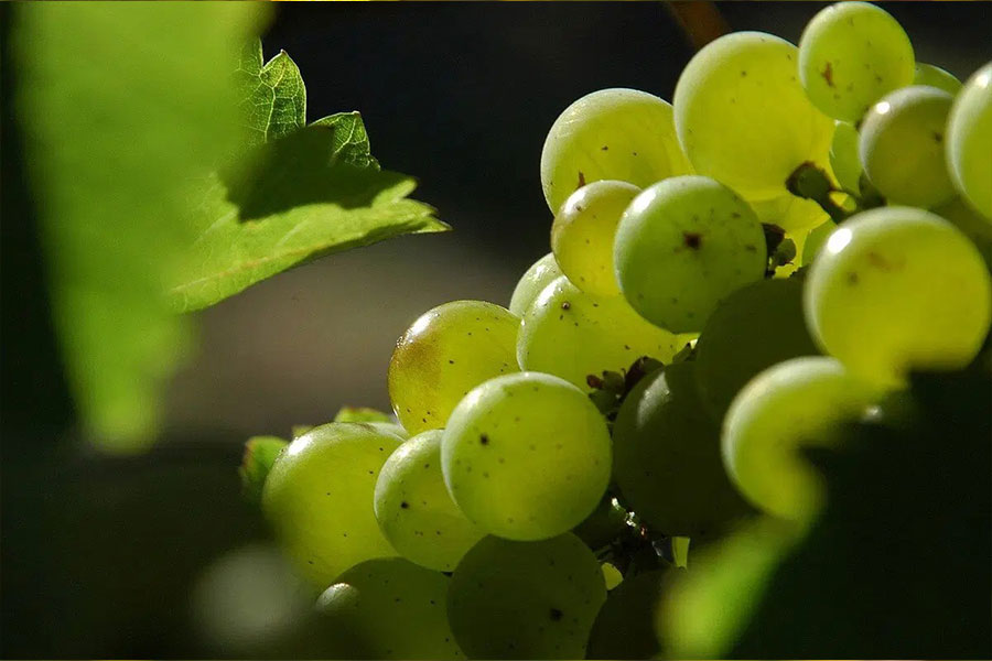 Những Sự Thật Thú Vị Về Sauvignon Blanc