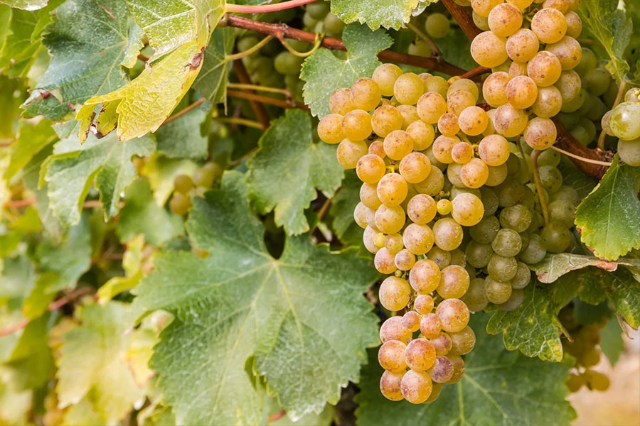 Gợi Ý Kết Hợp Món Ăn Cùng Sauvignon Blanc