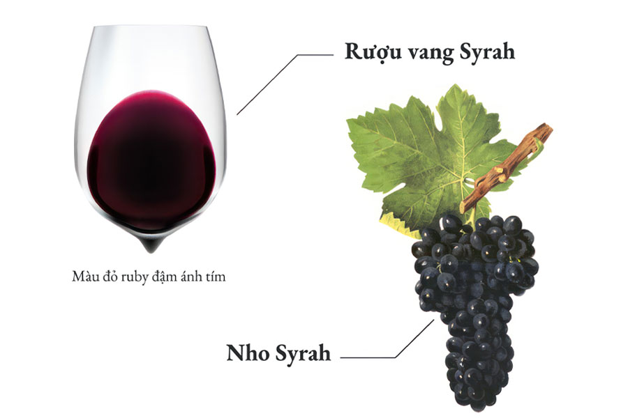 Rượu vang Syrah thường có hương vị mạnh mẽ, mang sắc đỏ đậm ánh tím