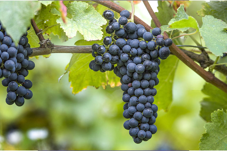 Giống nho Syrah có vỏ màu tím sẫm, quả nhỏ, thường tròn hoặc hơi bầu.