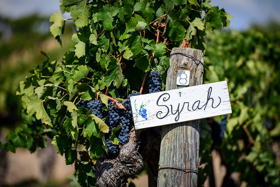 Giống nho Syrah có nguồn gốc từ vùng Rhône Valley (Pháp)
