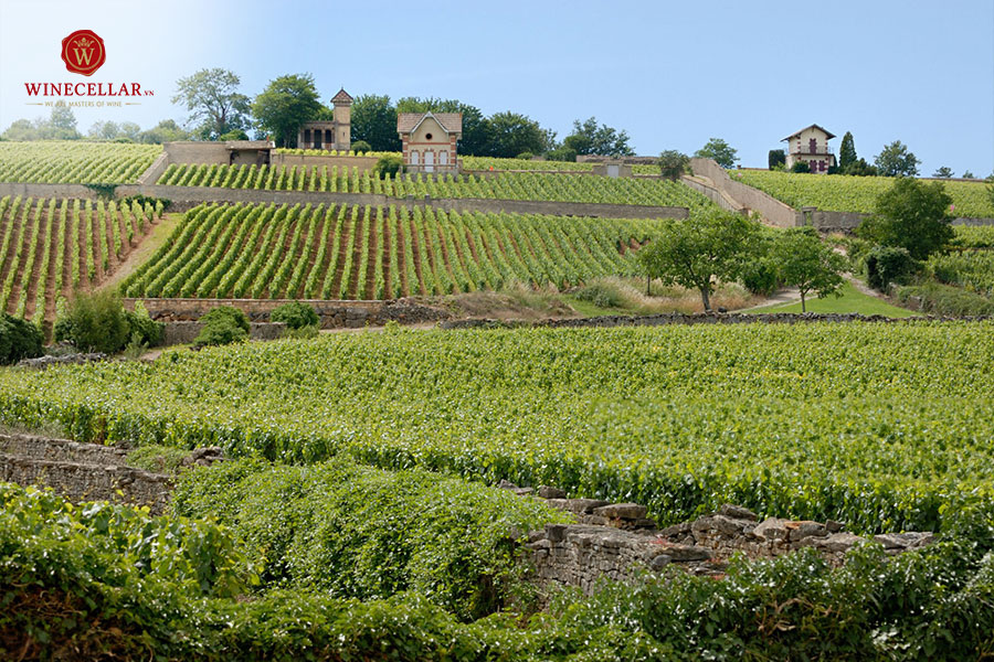 Khám phá thửa ruộng Clos De Jeu của Côte de Nuits