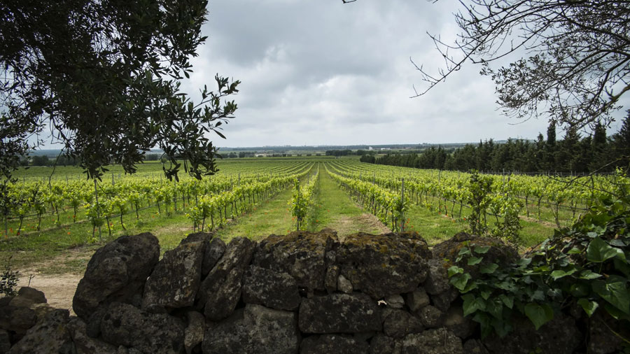 Năm 1962, tại miền Nam nước Ý, Cantine San Marzano được thành lập bởi 19 người trồng nho