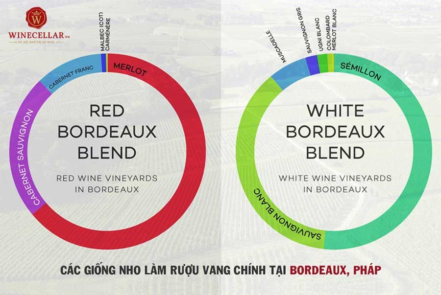 Ảnh 2: Các giống nho chính làm rượu vang tịa vùng Bordeaux