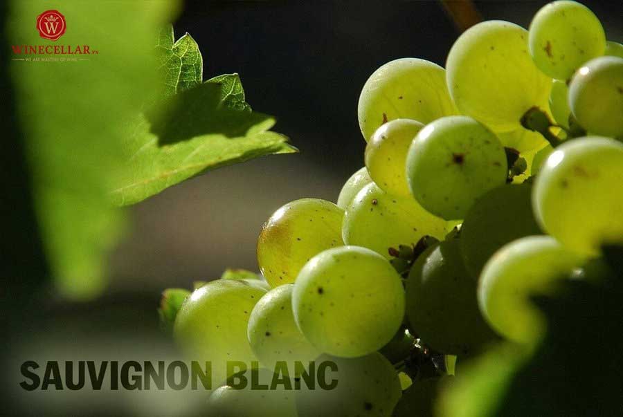 Nho Sauvignon Blanc - nho làm rượu vang trắng ngon hảo hạng