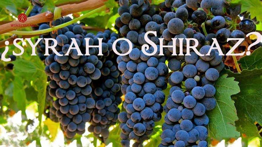 Điều gì tạo nên sự khác biệt giữa Syrah và Shiraz