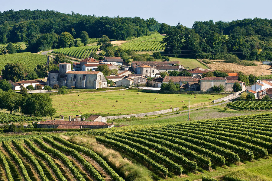 Grande Champagne nằm ngay phía nam thị trấn Cognac, với diện tích khoảng 13.000 ha nho