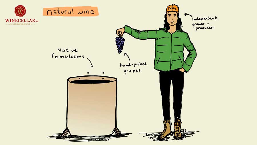 Ảnh 2: Quy trình làm rượu vang tự nhiên Natural Wine