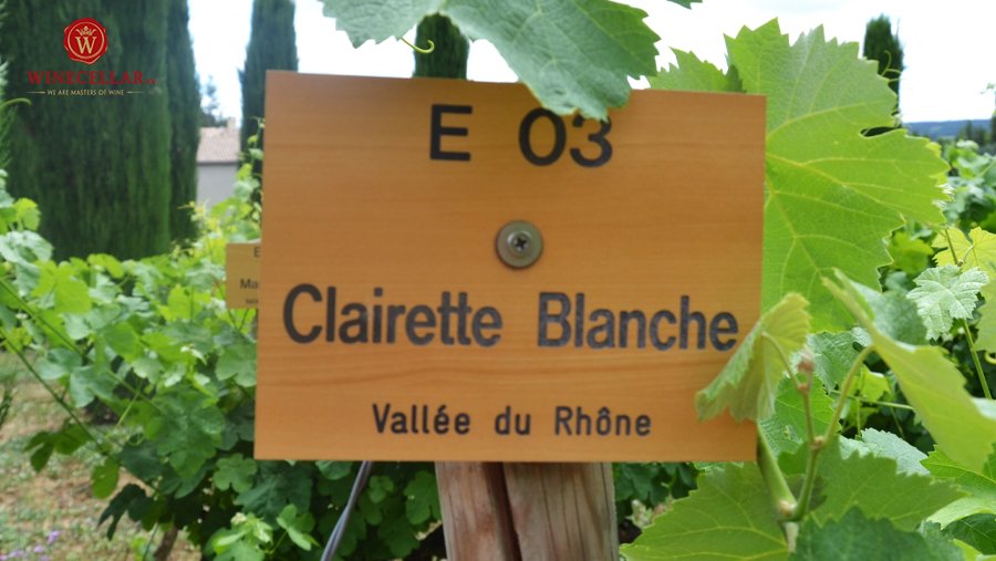 giống nho Clairette tại Rhone Valley