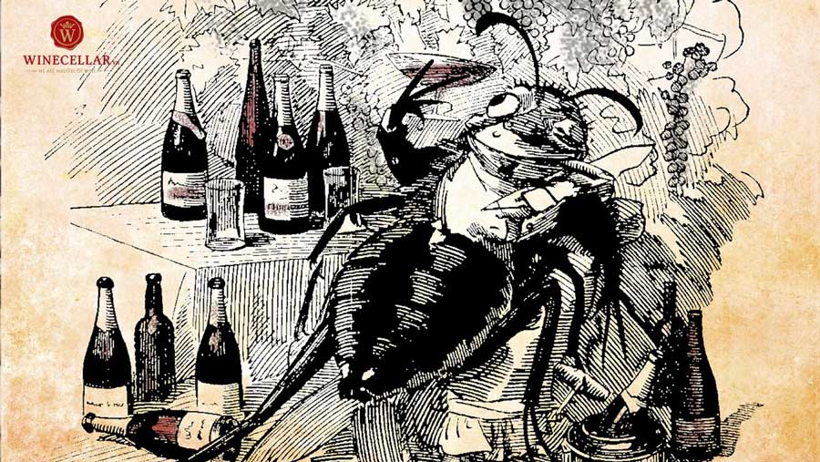 Ảnh 2: Đại dịch Phylloxera đã thay đổi rượu vang vùng Bordeaux