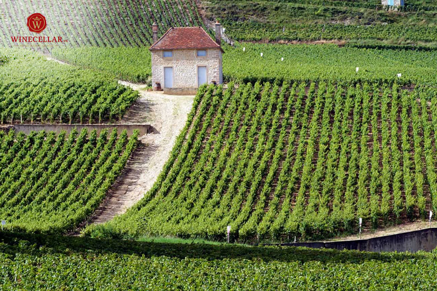 Dòng vang Chardonnay hảo hạng từ Côte de Nuits