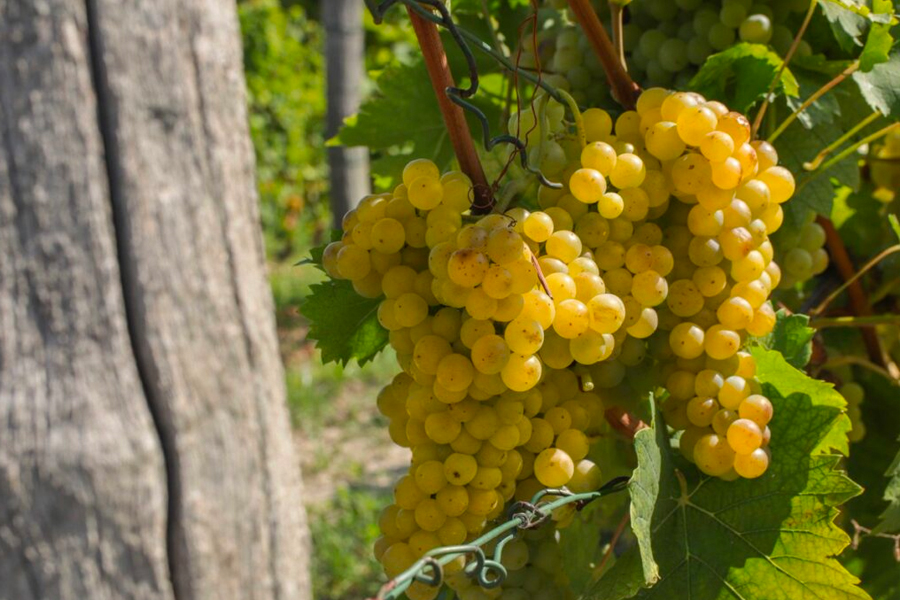 Dòng vang Ý chất lượng từ giống nho Moscato Bianco