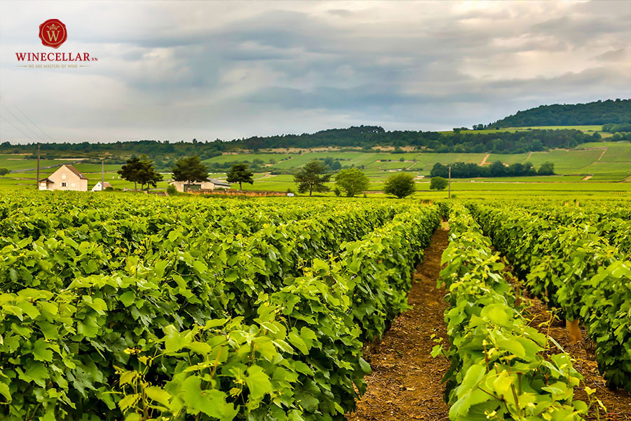 Bản thiết kế vĩ đại từ tiểu vùng Puligny-Montrachet