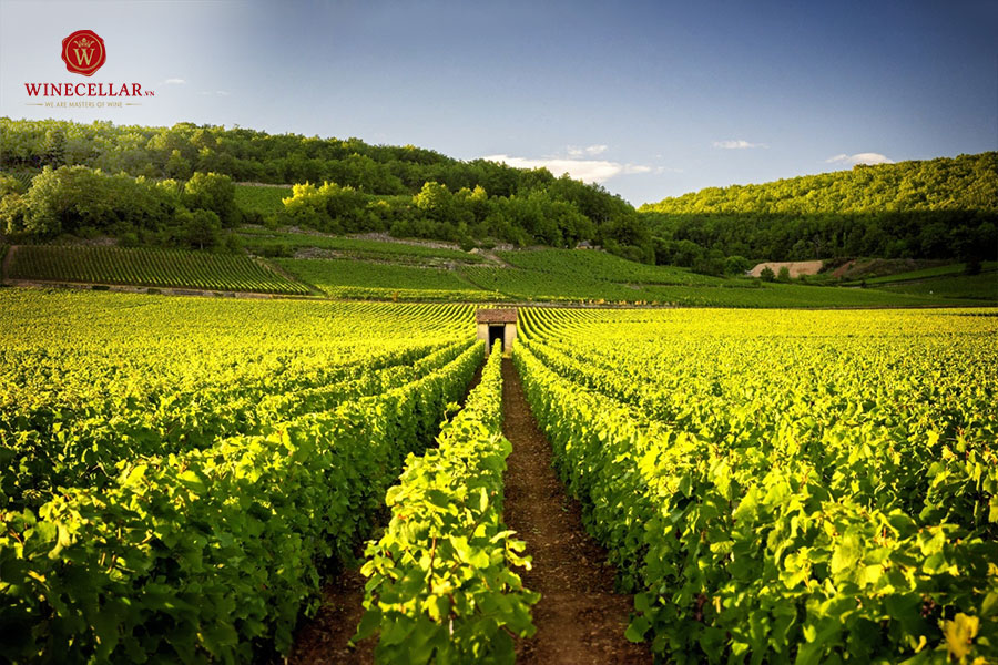 Giải mã tên gọi Savigny-Lès-Beaune Cuvée De L’ingénieur Henri Darcy
