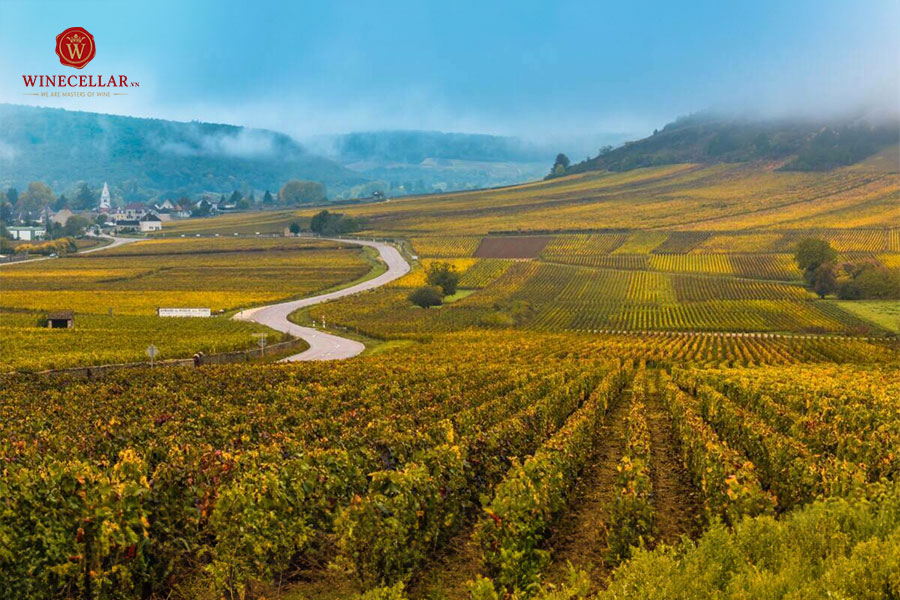 Dòng vang trắng tuyển chọn từ giống nho bản địa vùng Bourgogne 