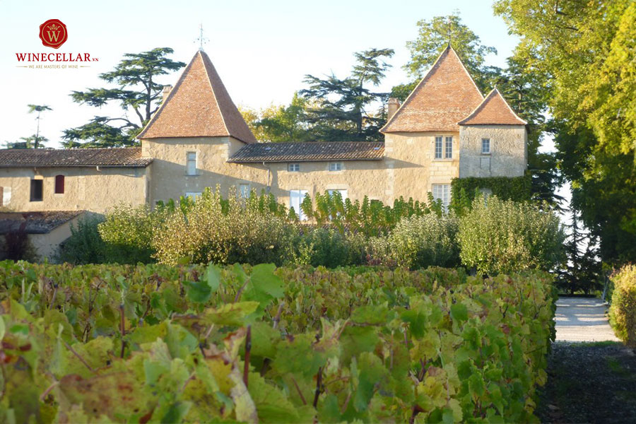 Quy trình sản xuất rượu vang đỏ Château Carbonnieux