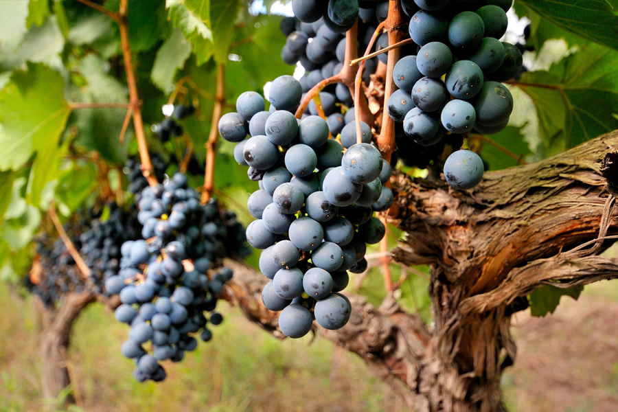 Nho Malbec góp phần tạo nên danh tiếng rượu vang Argentina