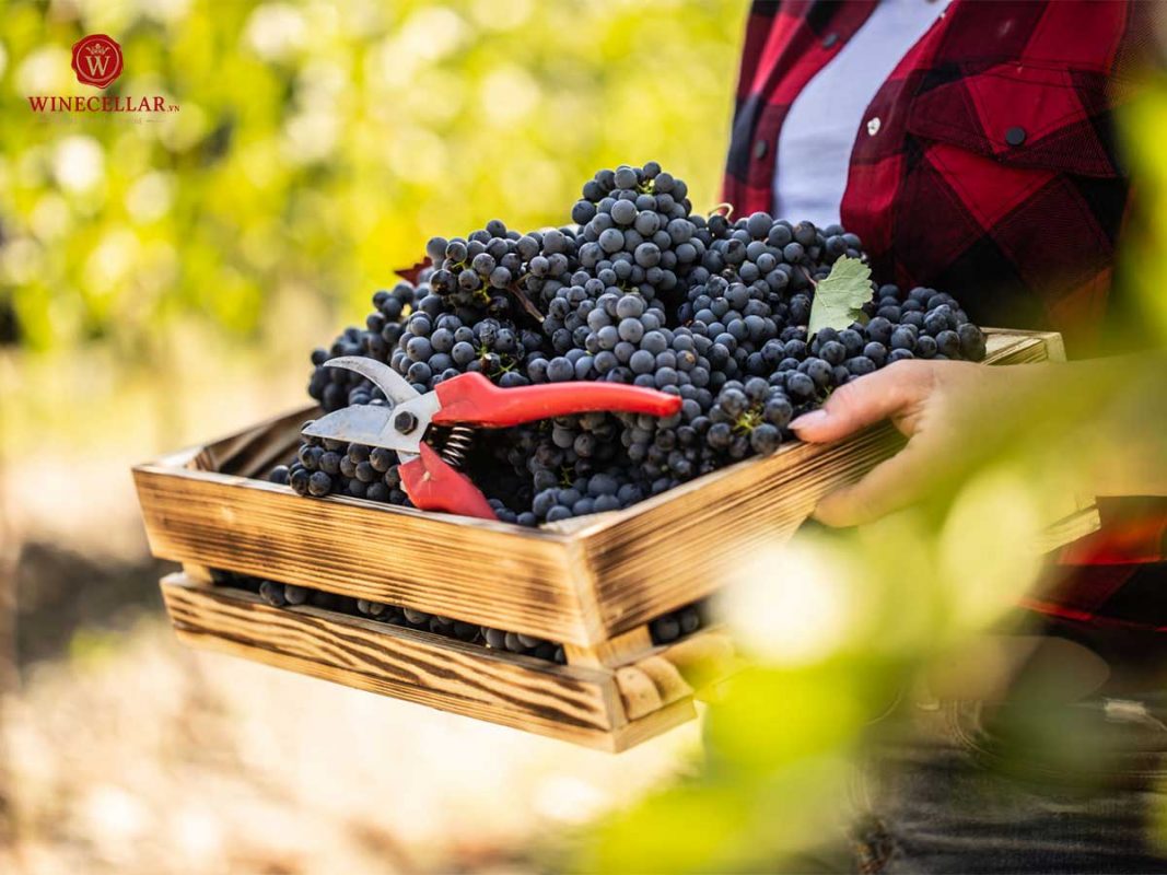 Những giống nho phổ biến nhất để sản xuất rượu vang đỏ - Cabernet Sauvignon