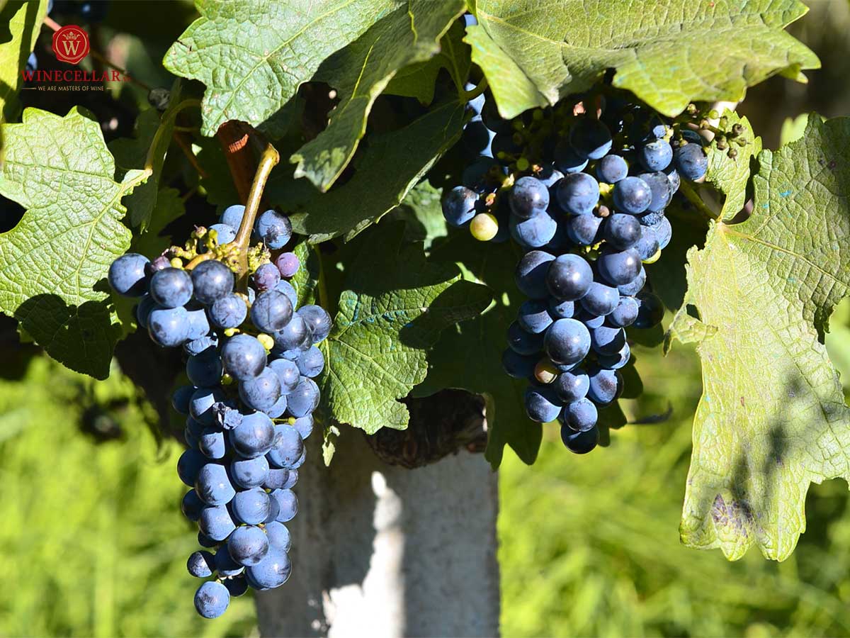 Những giống nho phổ biến nhất để sản xuất rượu vang đỏ - Merlot