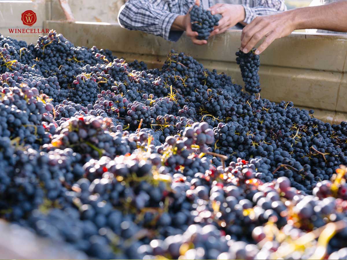 Những giống nho phổ biến nhất để sản xuất rượu vang đỏ - Sangiovese