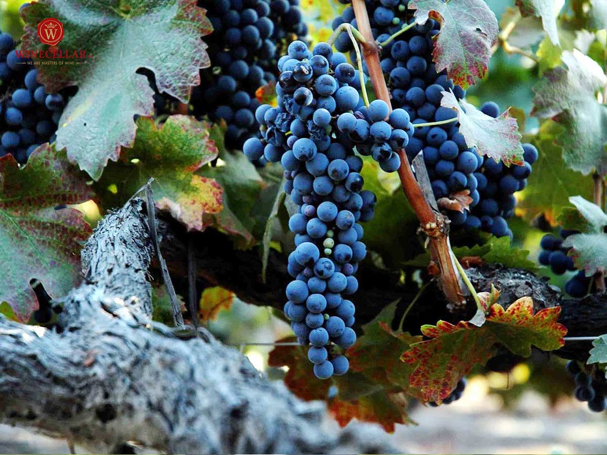 Những giống nho phổ biến nhất để sản xuất rượu vang đỏ - Syrah/Shiraz