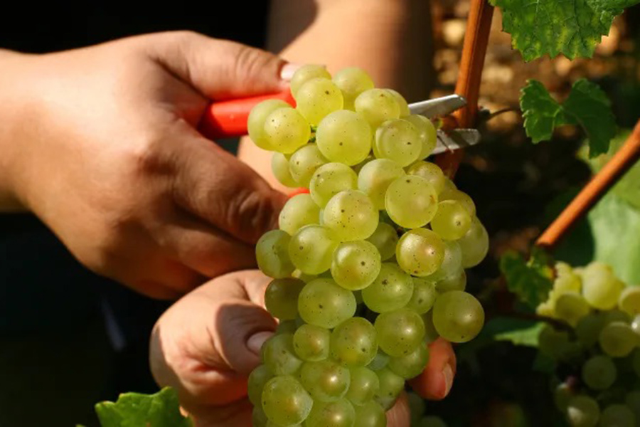 Lịch sử thương hiệu Bouchard Pere & Fils 