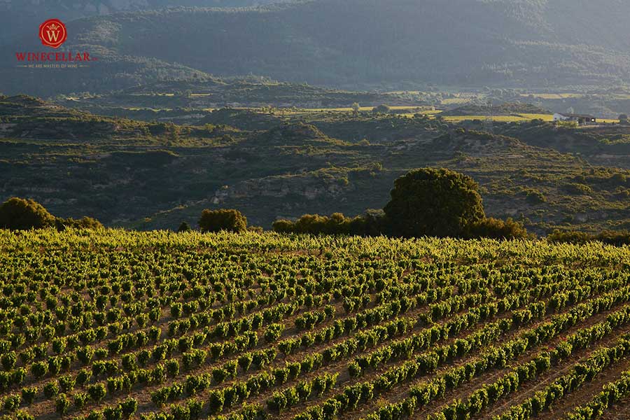 Quy trình sản xuất rượu vang đỏ Bela Ribera Del Duero 2021
