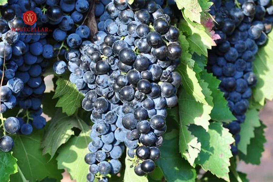 Những giống nho tạo nên rượu vang Ý La Carminaia Vino Rosso d’Italia 2022