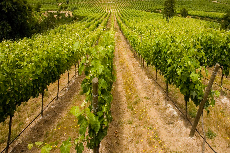 Khu vực sản xuất rượu vang Saint-Julien, Médoc, Bordeaux