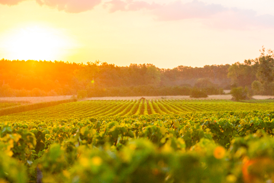 Pessac-Léognan là cái tên bảo chứng cho rượu vang chất lượng cao thuộc vùng Bordeaux