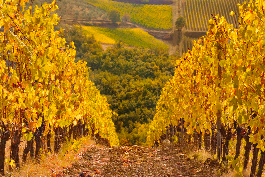 Hương vị từ vườn nho Clos De Vougeot Grand Cru danh tiếng