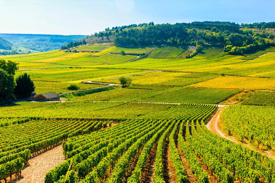 Khám phá thổ nhưỡng vườn nho Premier Cru Les Beaumonts