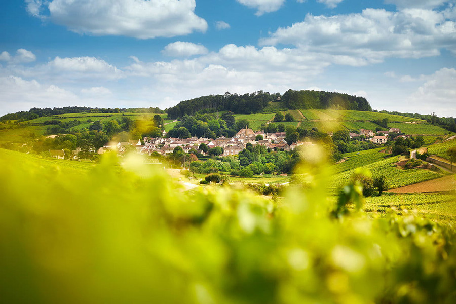 Montrachet là vườn nho thuộc hàng chất lượng nhất thế giới