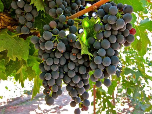 Montepulciano - Giống nho đỏ nổi tiếng nước Ý