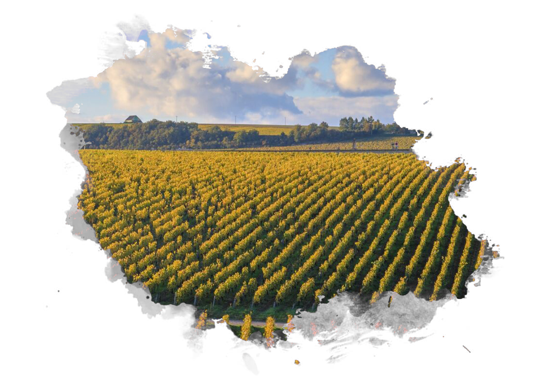 chablis