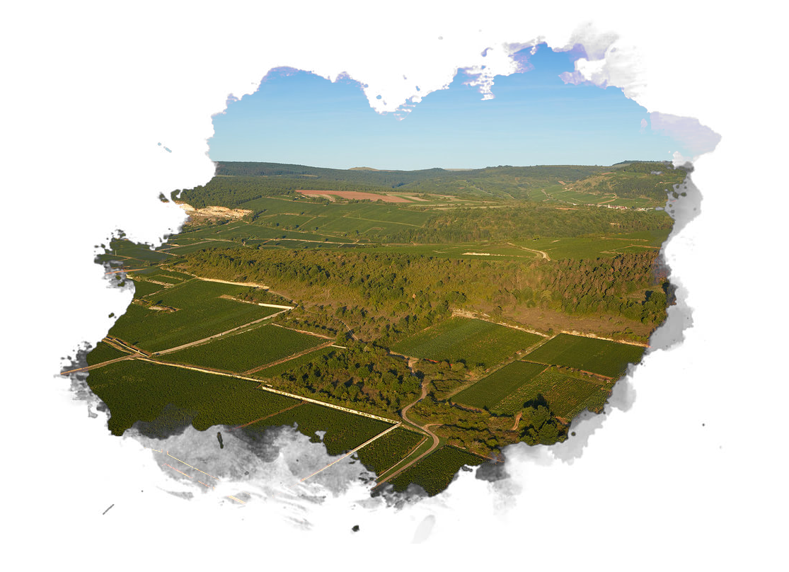 Chassagne-Montrachet