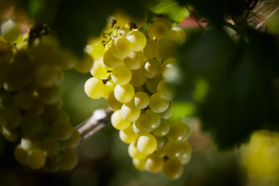 Ngày nay, Louis Latour sở hữu 48 hecta vườn nho, trong đó 27 hecta là các vườn nho Grand Cru