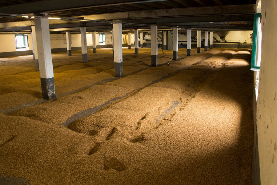 Quá trình malting trên sàn nhà tại nhà máy Kilchoman, Islay