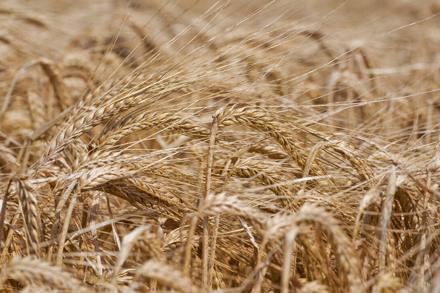 Ngày nay, nhiều nhà máy chưng cất tại Scotland phải nhập khẩu malt từ Đức, Pháp và các nước châu Âu có khí hậu ôn đới phù hợp với cây lúa mạch.
