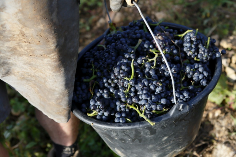 Tại Domaine Faiveley, thu hoạch nho vẫn được thực hiện hoàn toàn bằng tay để đảm bảo chỉ những chùm nho đạt độ chín lý tưởng mới được chọn