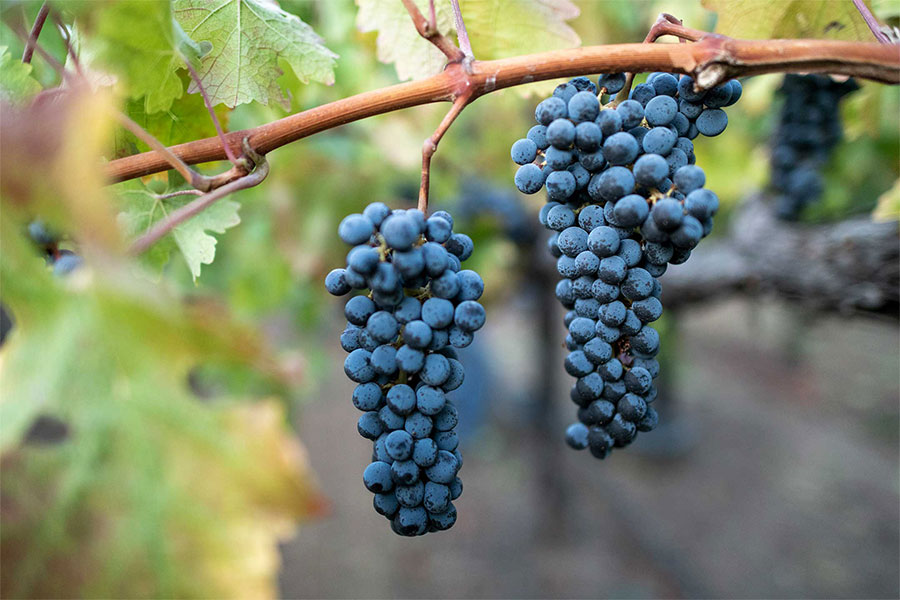 Mặc dù kích thước nhỏ nhưng nho Cabernet Sauvignon lại có sức sống dẻo dai