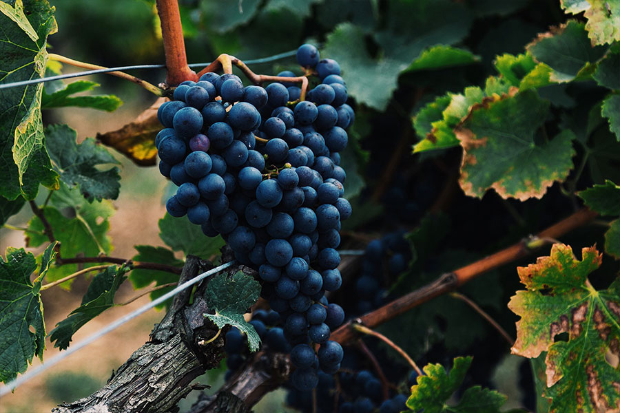 Cabernet Sauvignon là giống nho đỏ phổ biến nhất trên thế giới, có nguồn gốc từ nước Pháp